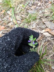Scutellaria drummondii