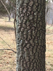 Diospyros virginiana