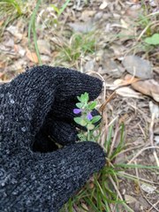 Scutellaria drummondii