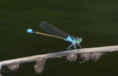 Ischnura heterosticta