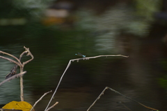 Ischnura heterosticta