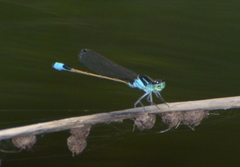 Ischnura heterosticta