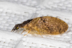 Sympherobius barberi