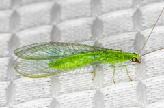 Chrysoperla comanche