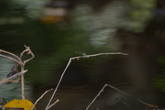 Ischnura heterosticta