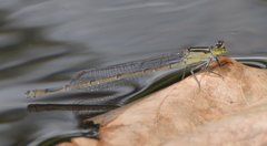 Ischnura heterosticta