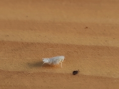 Pterygota