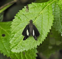 Notocrypta waigensis