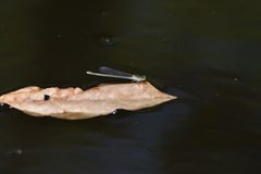 Ischnura heterosticta