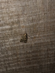 Martyringa latipennis