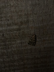 Martyringa latipennis