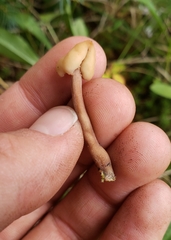 Cudonia