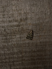 Martyringa latipennis