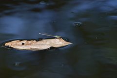 Ischnura heterosticta