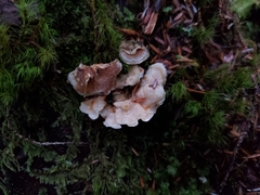 Skeletocutis amorpha