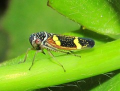 Macugonalia leucomelas