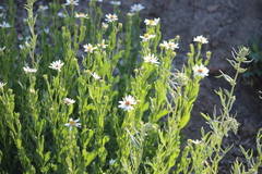 Eucephalus paucicapitatus