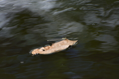 Ischnura heterosticta