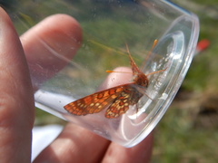 Euphydryas anicia