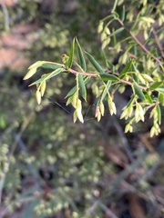Styphelia setigera