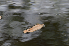 Ischnura heterosticta