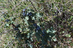 Berberis dictyota