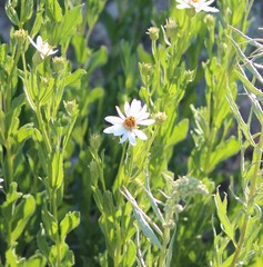 Eucephalus paucicapitatus