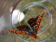 Euphydryas anicia