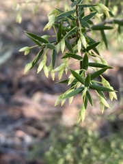Styphelia setigera