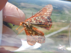 Euphydryas anicia