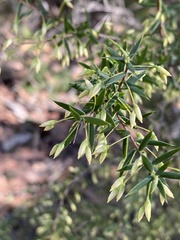 Styphelia setigera