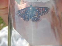 Euphydryas anicia
