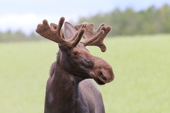 Moose photo 4