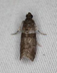 Sciota subfuscella