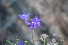 Delphinium glareosum