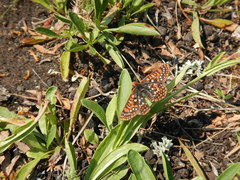 Euphydryas anicia