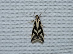 Epithymema incomposita