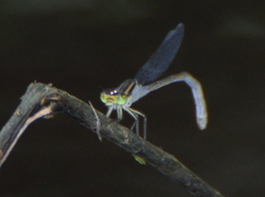 Ischnura heterosticta