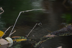 Ischnura heterosticta