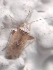 Miridae