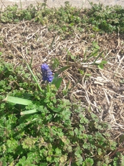 Muscari neglectum