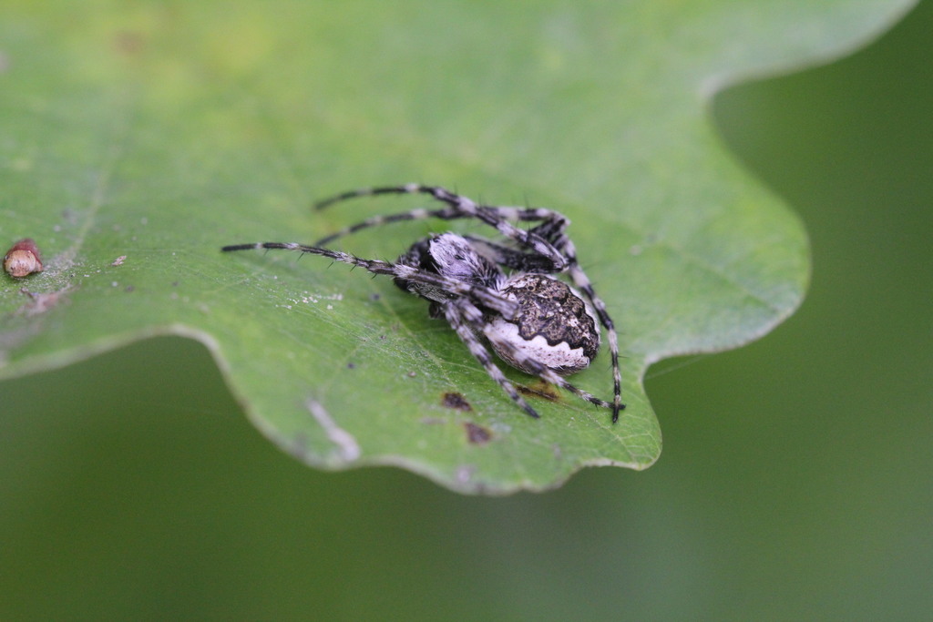 Nuctenea Silvicultrix (orb Weavers Of Scandinavia (araneidae 