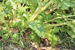 Beta vulgaris cicla