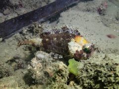 Centrogenys vaigiensis