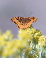 Speyeria nokomis