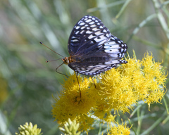 Speyeria nokomis