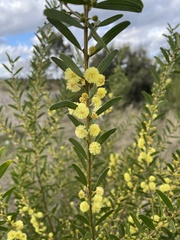 Acacia rostriformis