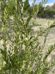 Acacia rostriformis