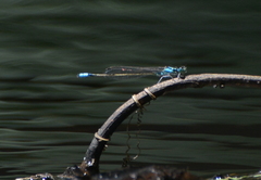 Ischnura heterosticta