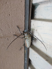Rosenbergia megalocephala